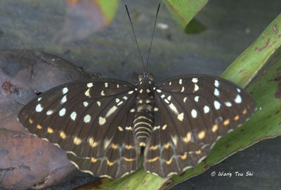 (Lexias canescens) Yellow Archduke