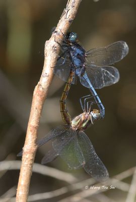 (Orthetrum glaucum) Blue Marsh Hawk