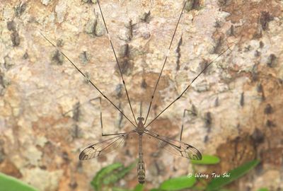Tipulidae Tipulodina sp.)[C]Large Crane fly