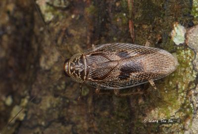 (Pseudophyllodromiidae, Allacta sp.) [B]
