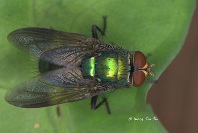 (Rhiniidae, Isomyia sp.)[A]Nose Fly