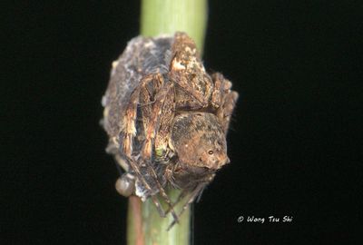 OXYOPIDAE - Lynx Spiders