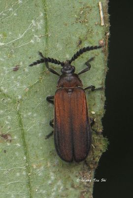 (Lampyridae, {Subfamily} Ototretinae sp. ) [B] Firefly