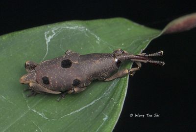 (Curculionidae, Prodioctes quinarius)True Weevil