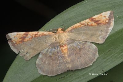 Moths - Geometridae