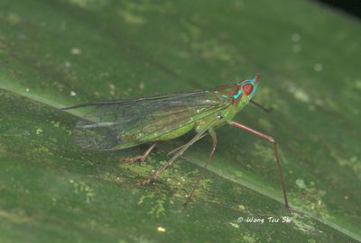 (Dictyopharidae, Centromeria speilinea)