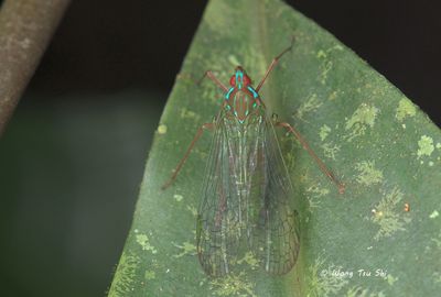 (Dictyopharidae, Centromeria speilinea)