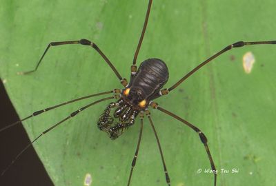 ARACHNIDA-Arachids other than spiders