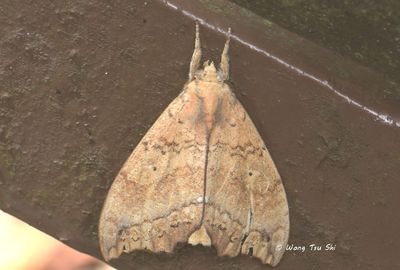(Notodontidae, Periergosinae,Gangarides verdana)