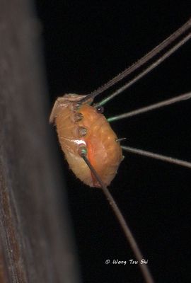 ARACHNIDA-Arachids other than spiders