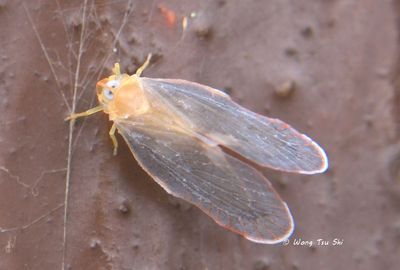 (Derbidae,  {Tribe} Rhotanini sp.) [A]