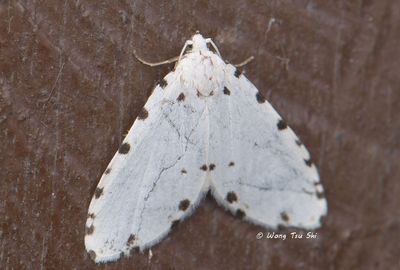 (Erebidae, Boletobiinae, Metaemene sp. )[A]