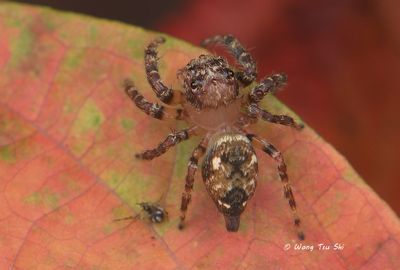 SALTICIDAE - Jumping Spiders