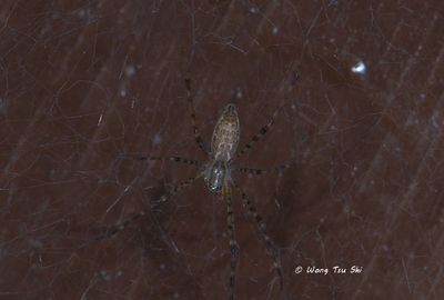 PSECHRIDAE - Lace-sheet Weavers