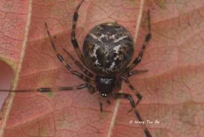  (Parasteatoda sp.)[G] ♀