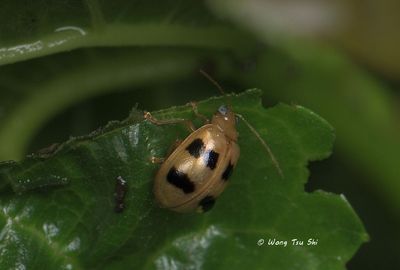 (Chrysomelidae, {Subfamily} Galerucinae sp.) [E]