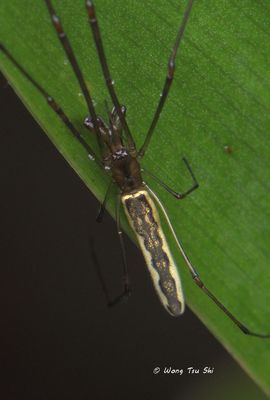 (Tetragnatha sp.)[A] ♀
