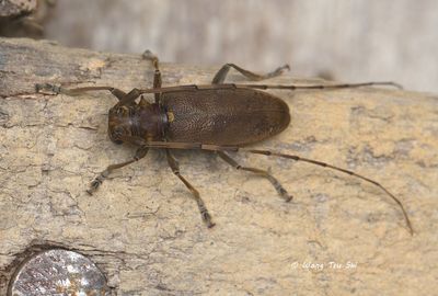 COLEOPTERA - Cerambycidae - Longhorn Beetles