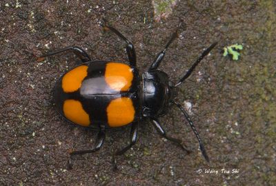 (Endomychidae, Eumorphus sp.)[A]Handsome Fungus Beetle
