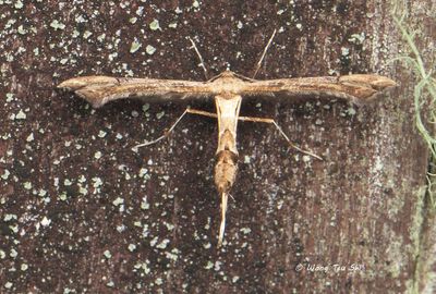 Moths - Others