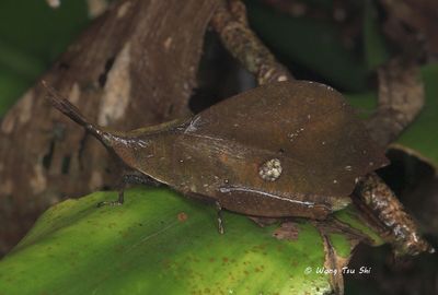 ORTHOPTERA - Grasshoppers & Crickets