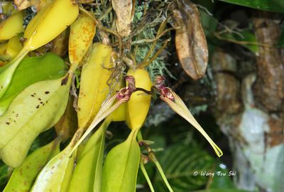 Bulbophylum sp. [C]