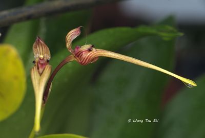 Bulbophylum sp. [C]