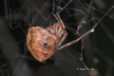 Parasteatoda celsabdomina) ♀