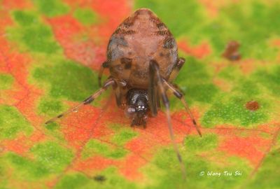 Parasteatoda celsabdomina) ♀