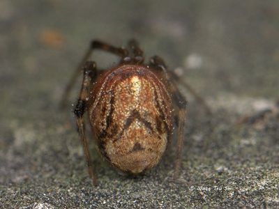 Parasteatoda celsabdomina) ♀