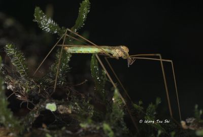 (Limoniidae, Libnotes sp.)[D]Crane fly