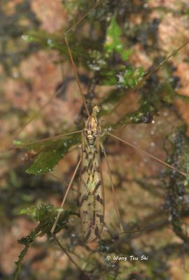 (Limoniidae, Libnotes sp.)[D]Crane fly