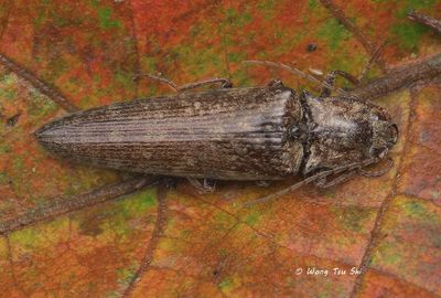 (Elateridae, Pectocera gracilis) Click Beetle