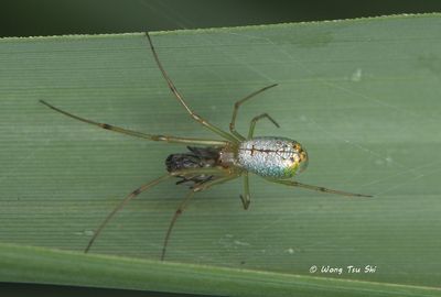 (Tylorida sp.)[D] ♀