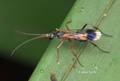 Pompilidae sp. [B] Spider Wasp 