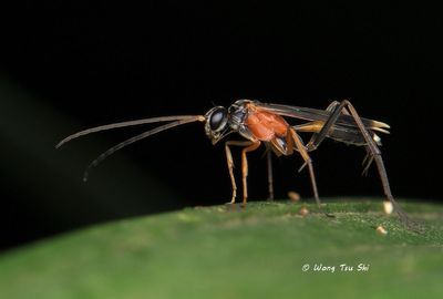 Pompilidae sp. [B] Spider Wasp 