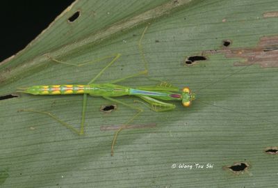 (Leptomantellidae, Aetaella sp.)[A]