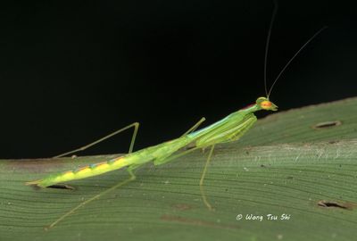 (Leptomantellidae, Aetaella sp.)[A]