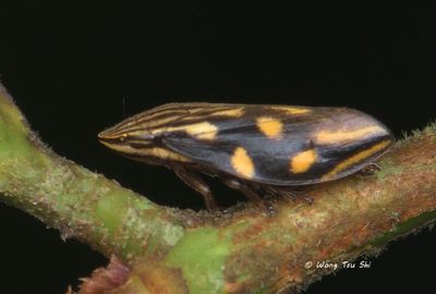 (Aphrophoridae, Clovia sp.)[E] Spittlebug