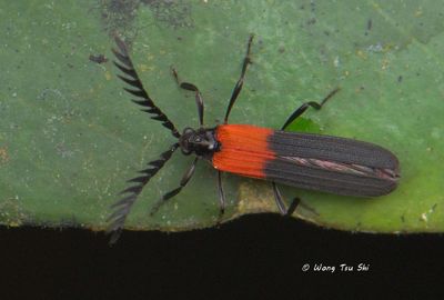 (Lycidae, {Subtribe} Metriorrhynchina sp.)[A]Net-winged Beetle