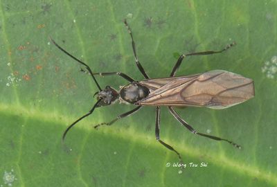 (Formicidae, Polyrhachis sp.)[B]