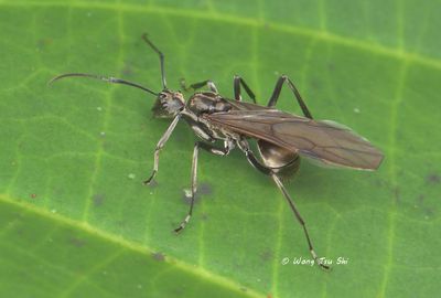 (Formicidae, Polyrhachis sp.)[B]