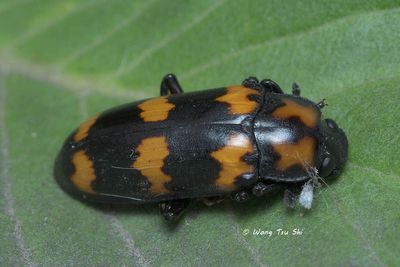 (Erotylidae, Encaustes verticalis)Pleasing Fungus Beetle