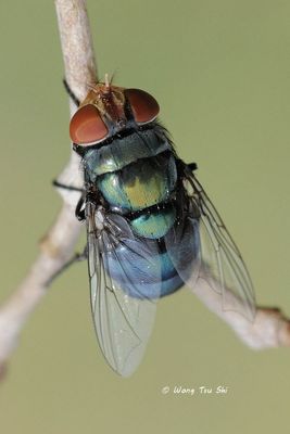 Calliphoridae, Chrysomya sp.) [A]