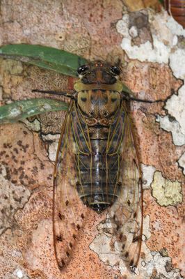 (Cicadidae, Megapomponia merula)