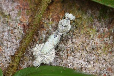 (Haaniidae, Astape sp. ) [A]