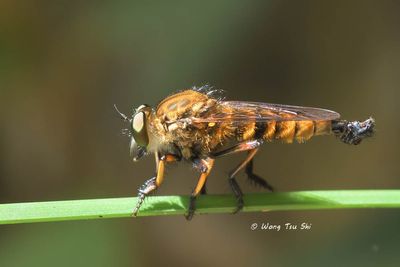 (Asilidae, Astocha sp.) [A]
