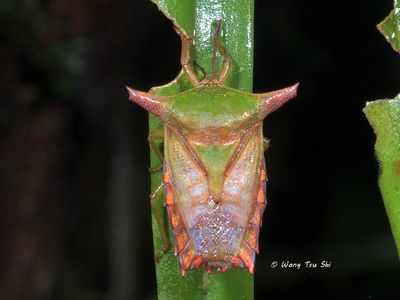 (Tessaratomidae, Pygoplatys sp.)[D]Giant Shield Bug