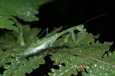 (Haaniidae, Gildella suavis)
