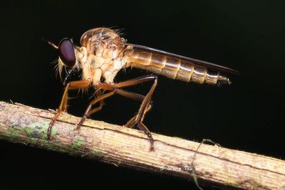 (Asilidae, {Subfamily} Asilinae sp.) [A]Robber Fly
